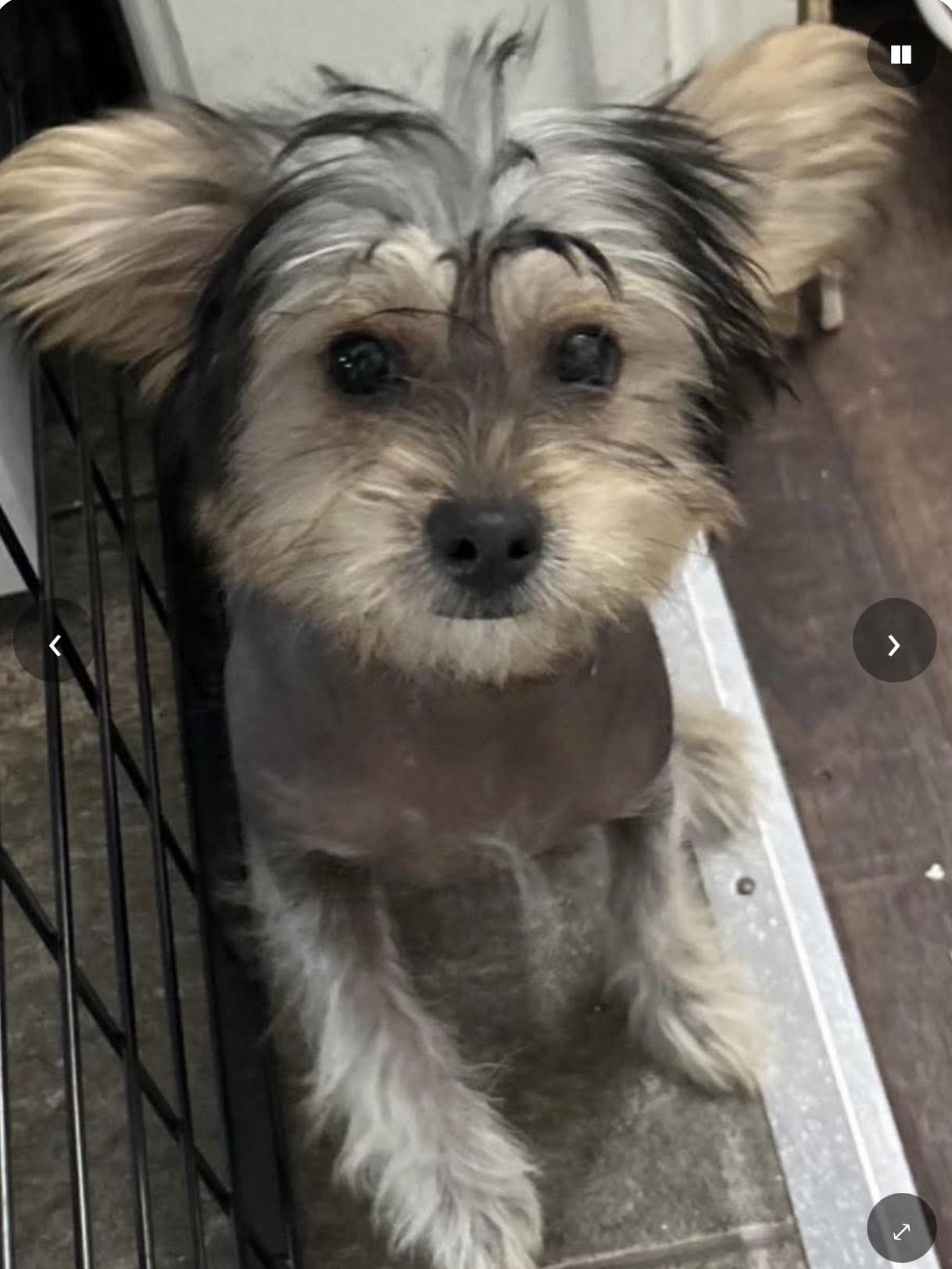 Ming, ADOPTABLE, Young Female Chinese Crested Dog.