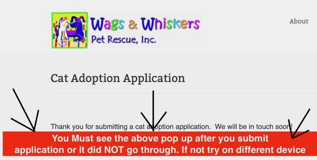 Enlarge Barry, a Adoptable mixed breed in Saint Augustine, FL image 6/6