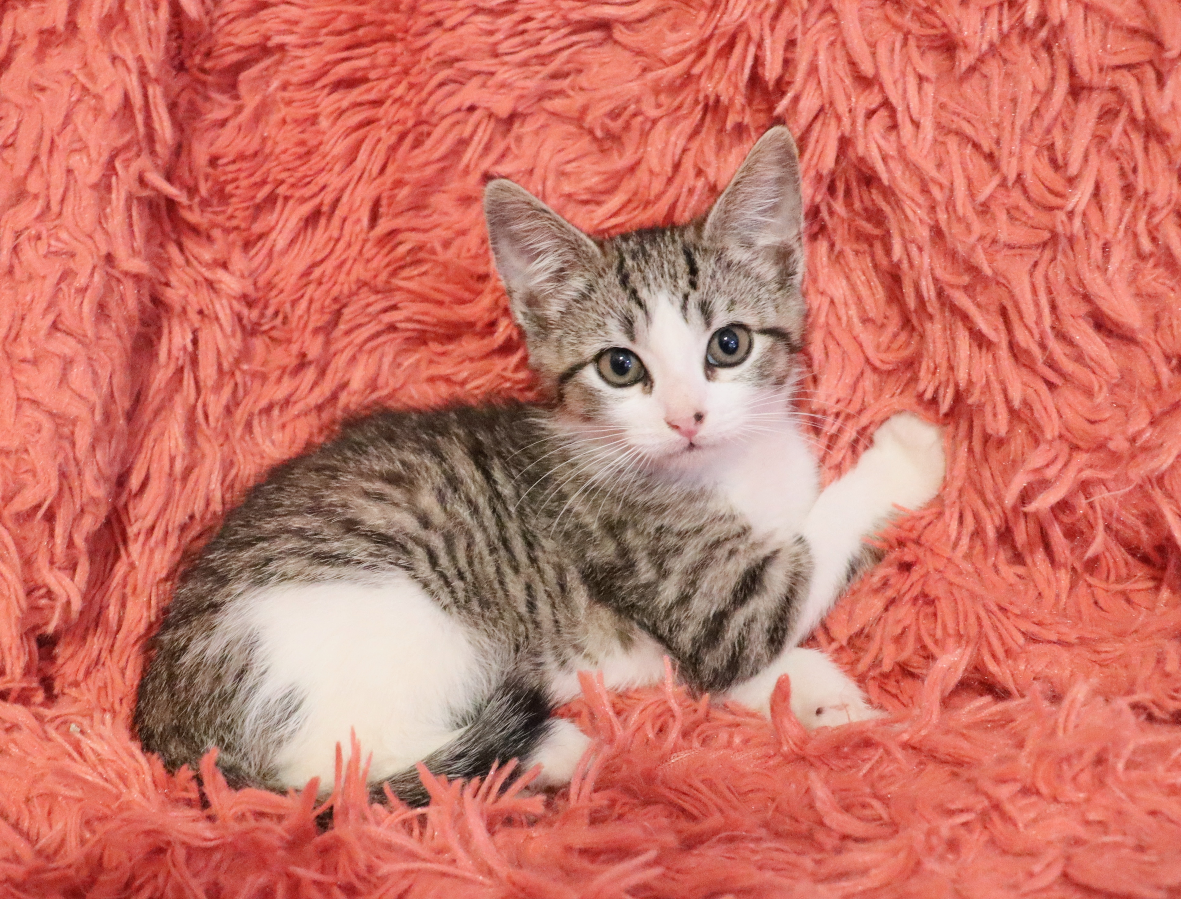 Enlarge Barry, a Adoptable mixed breed in Saint Augustine, FL image 1/6