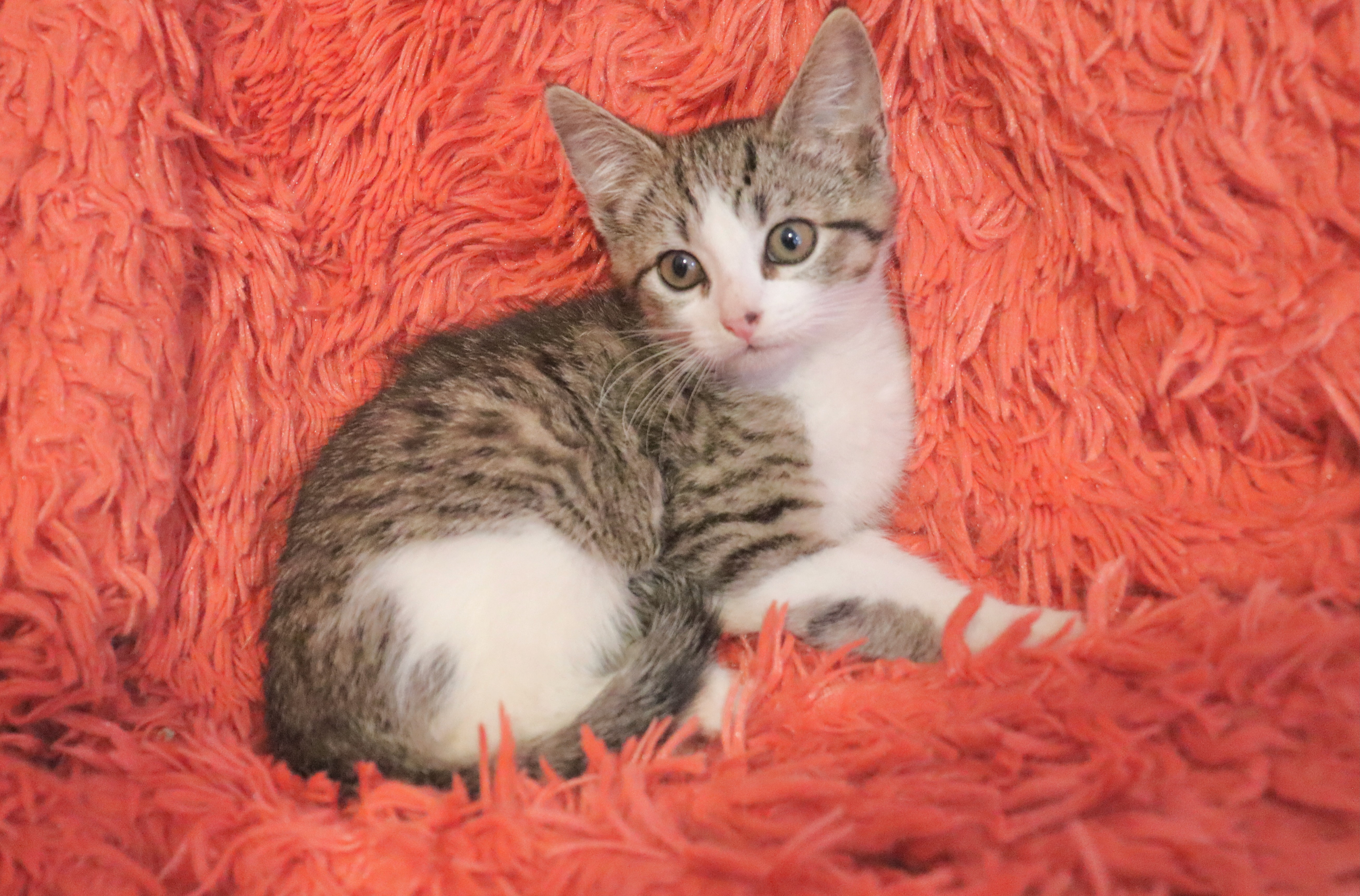 Enlarge Barry, a Adoptable mixed breed in Saint Augustine, FL image 4/6