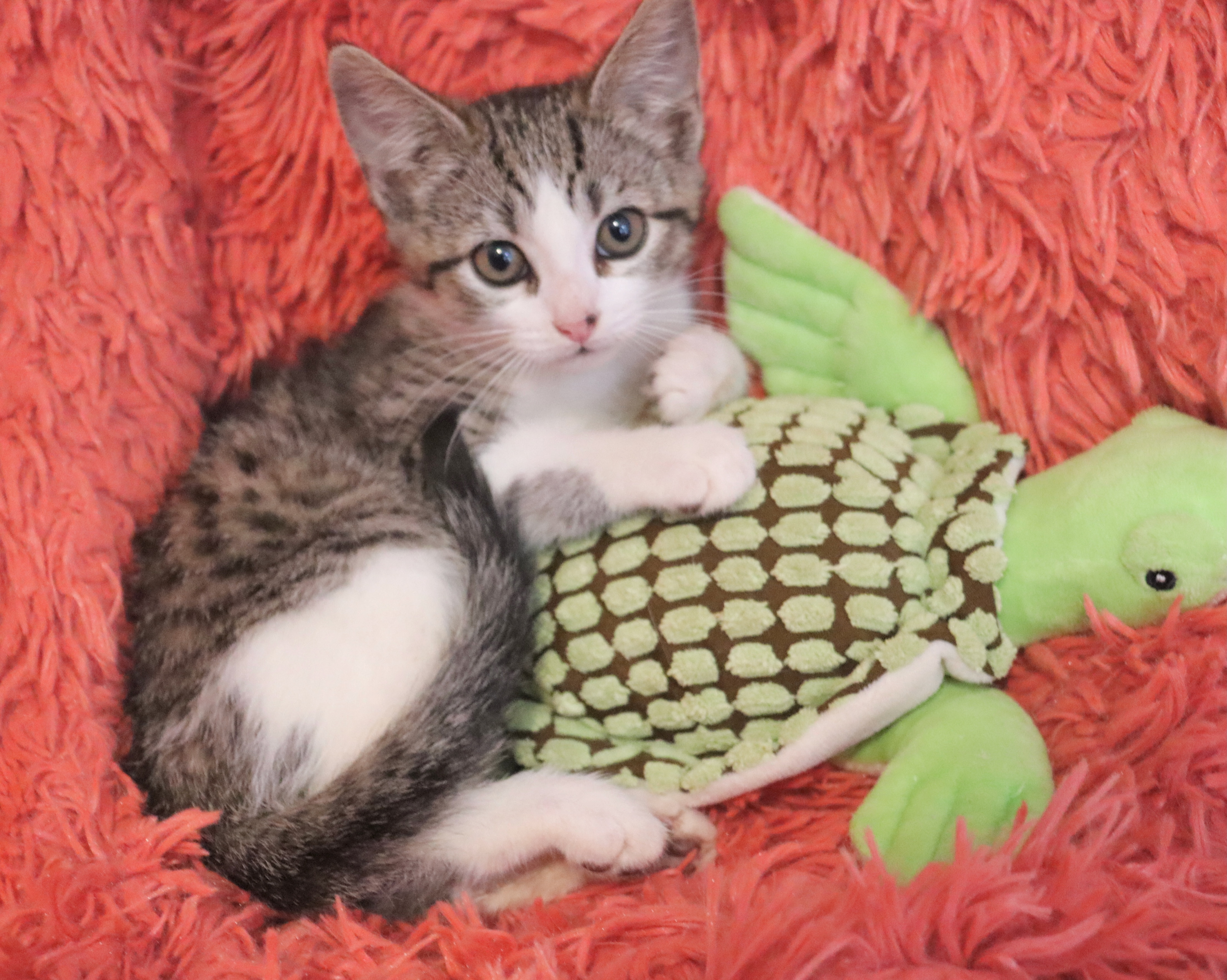 Enlarge Barry, a Adoptable mixed breed in Saint Augustine, FL image 5/6