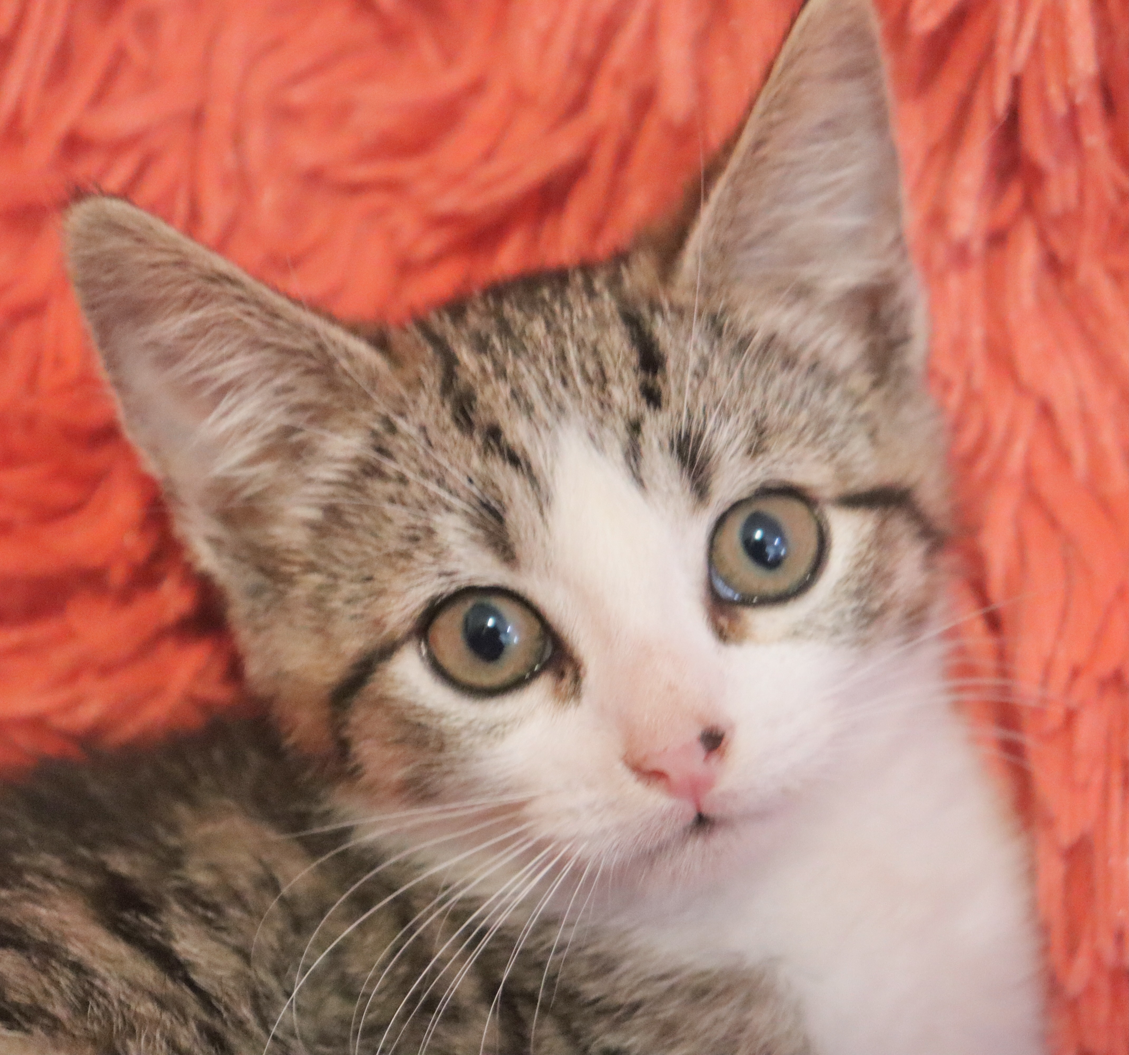 Enlarge Barry, a Adoptable mixed breed in Saint Augustine, FL image 3/6