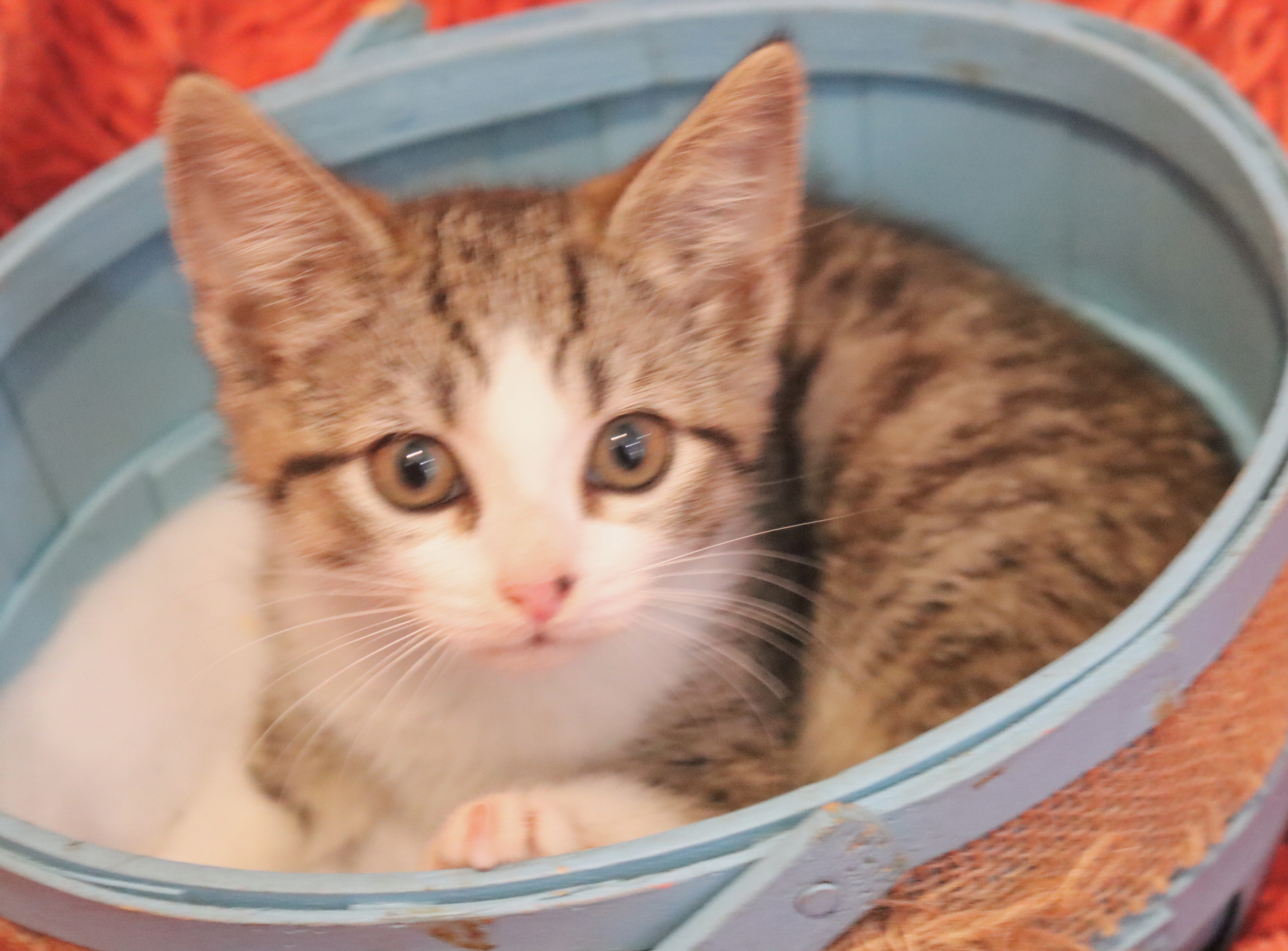 Enlarge Barry, a Adoptable mixed breed in Saint Augustine, FL image 2/6