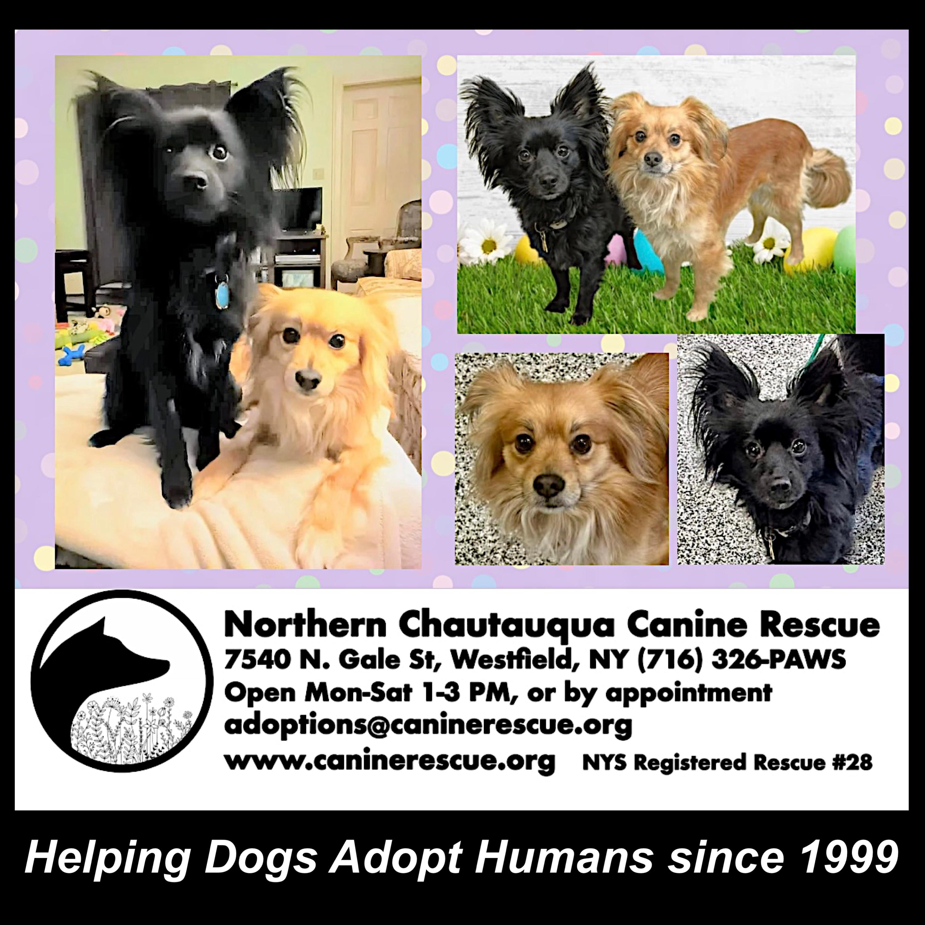 Boris & Benji, an adoption pending mixed breed in Westfield, NY image 2/6