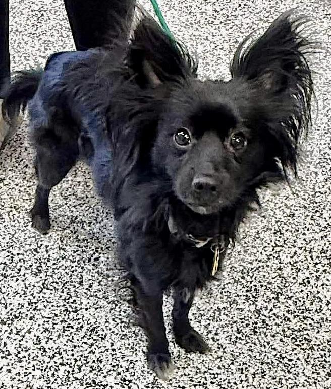 Boris & Benji, an adoption pending mixed breed in Westfield, NY image 5/6