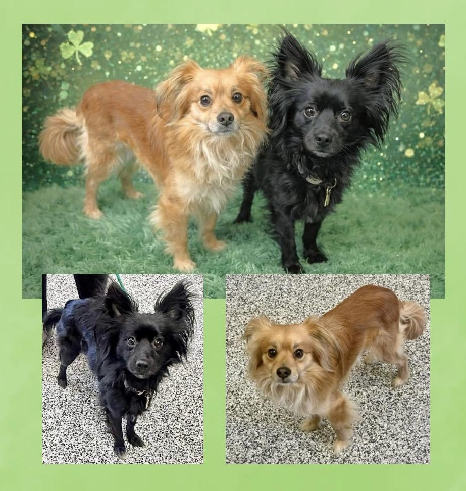 Boris & Benji, an adoption pending mixed breed in Westfield, NY image 6/6