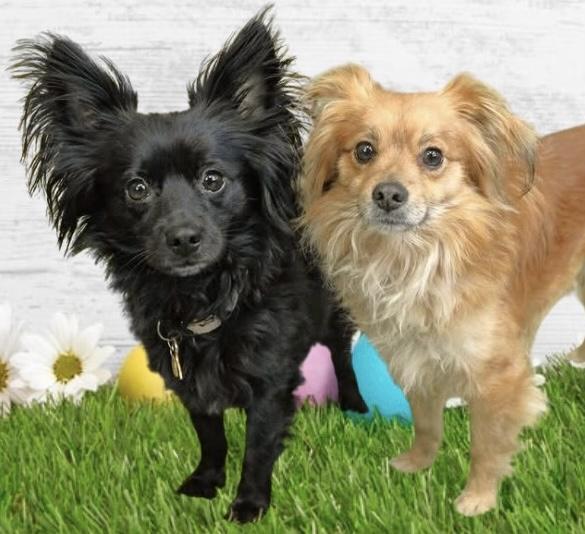 Boris & Benji, an adoption pending mixed breed in Westfield, NY image 1/6