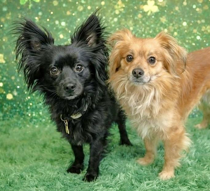 Boris & Benji, an adoption pending mixed breed in Westfield, NY image 3/6