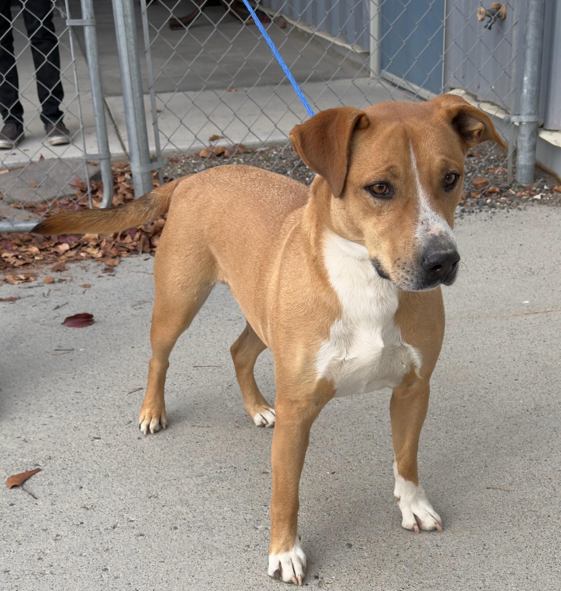 Enlarge Abel / 59831705, a Adoptable mixed breed in Elko, NV image 1/2