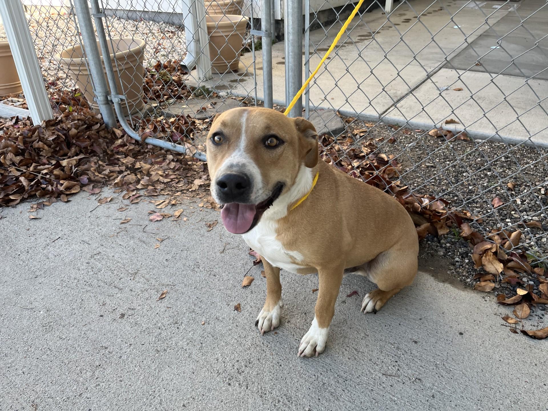 Enlarge Abel / 59831705, a Adoptable mixed breed in Elko, NV image 2/2