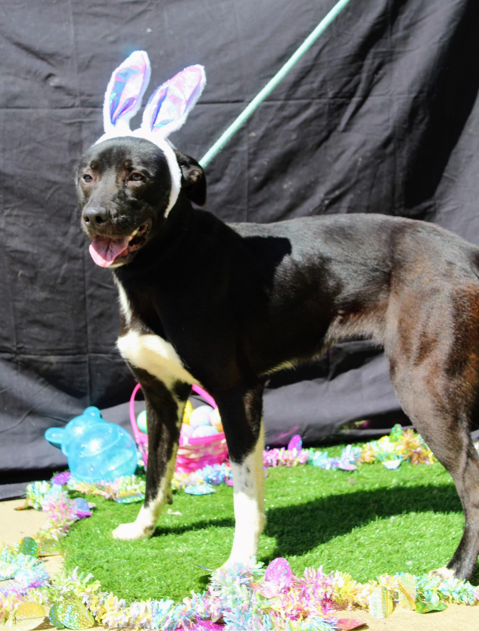 Toast, Adoptable, Adult Female Black Labrador Retriever.