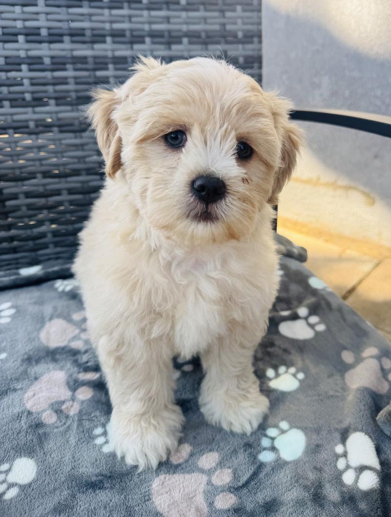 Enlarge Donut, a Adoptable mixed breed in Valley Village, CA image 1/6