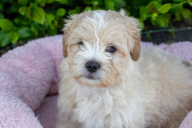 Enlarge Donut, a Adoptable mixed breed in Valley Village, CA image 2/6