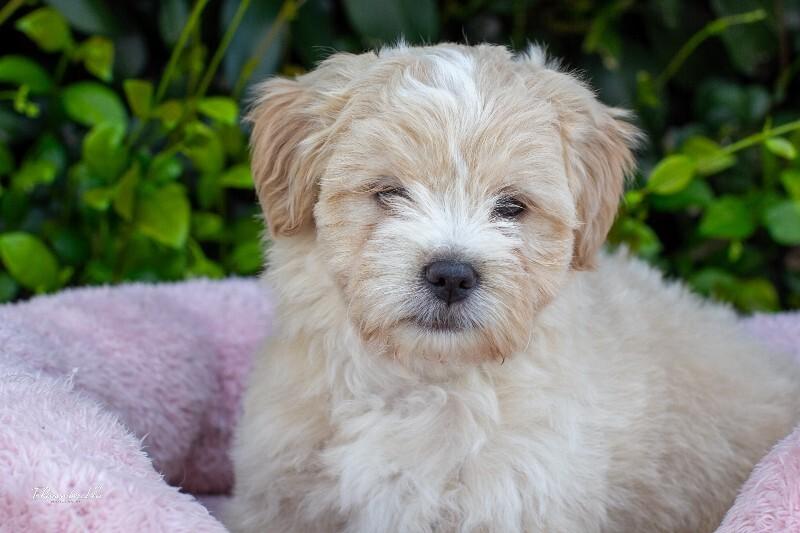 Enlarge Donut, a Adoptable mixed breed in Valley Village, CA image 3/6