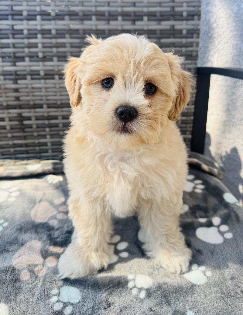 Enlarge Donut, a Adoptable mixed breed in Valley Village, CA image 4/6