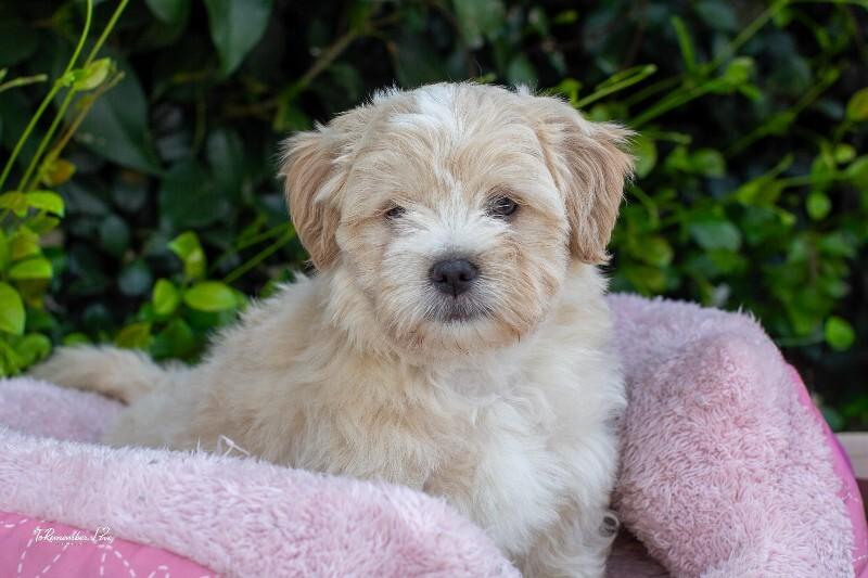 Enlarge Donut, a Adoptable mixed breed in Valley Village, CA image 5/6