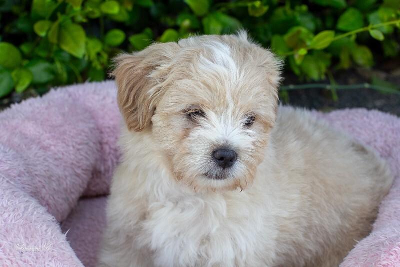 Enlarge Donut, a Adoptable mixed breed in Valley Village, CA image 6/6