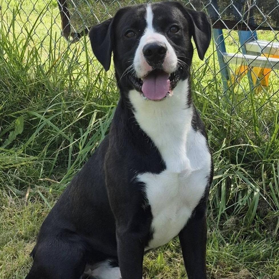 Enlarge Timber, an adopted mixed breed in Columbia, MO image 1/2