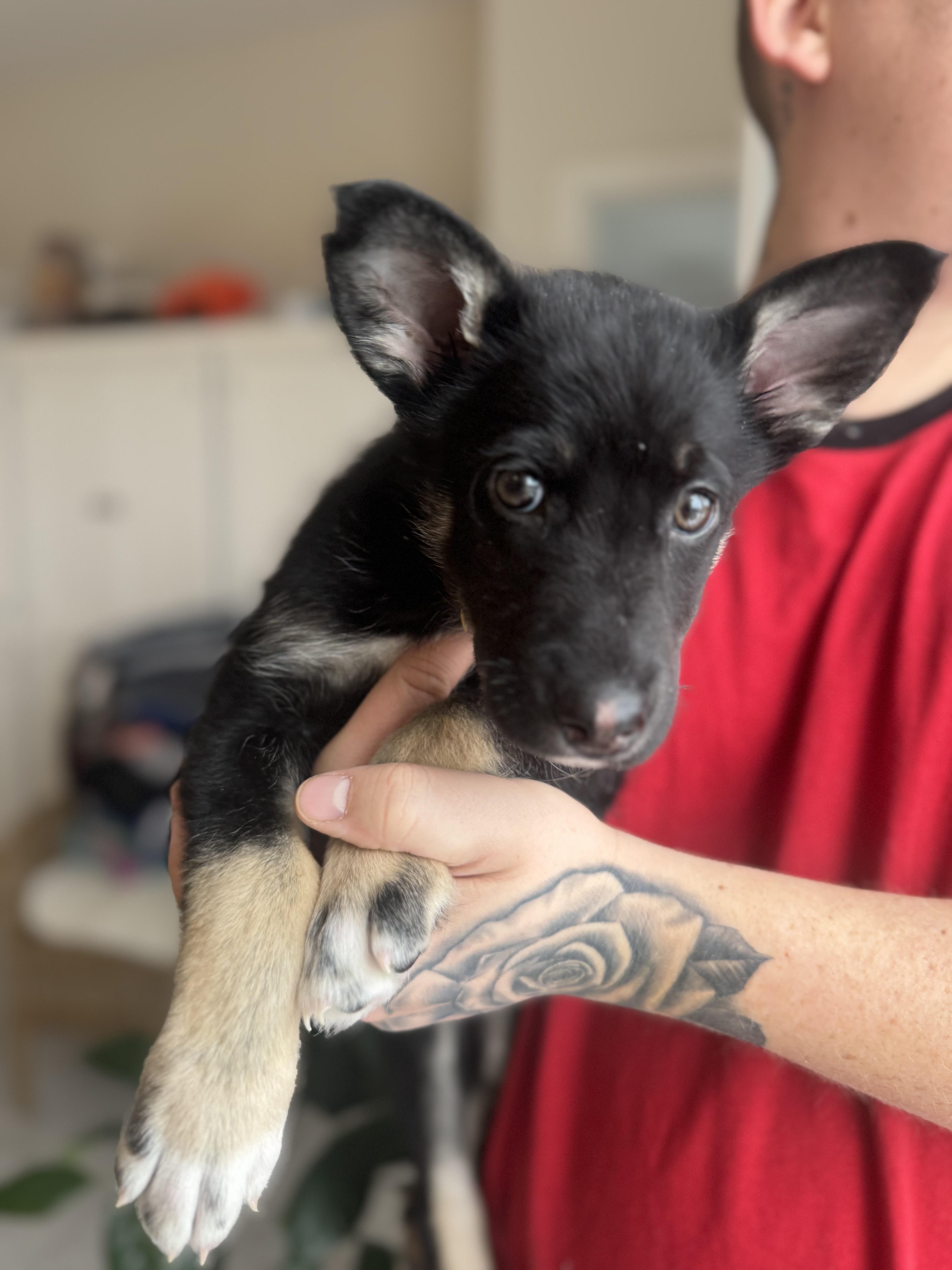 Enlarge Juno, an adopted mixed breed in Newmarket, ON image 5/5