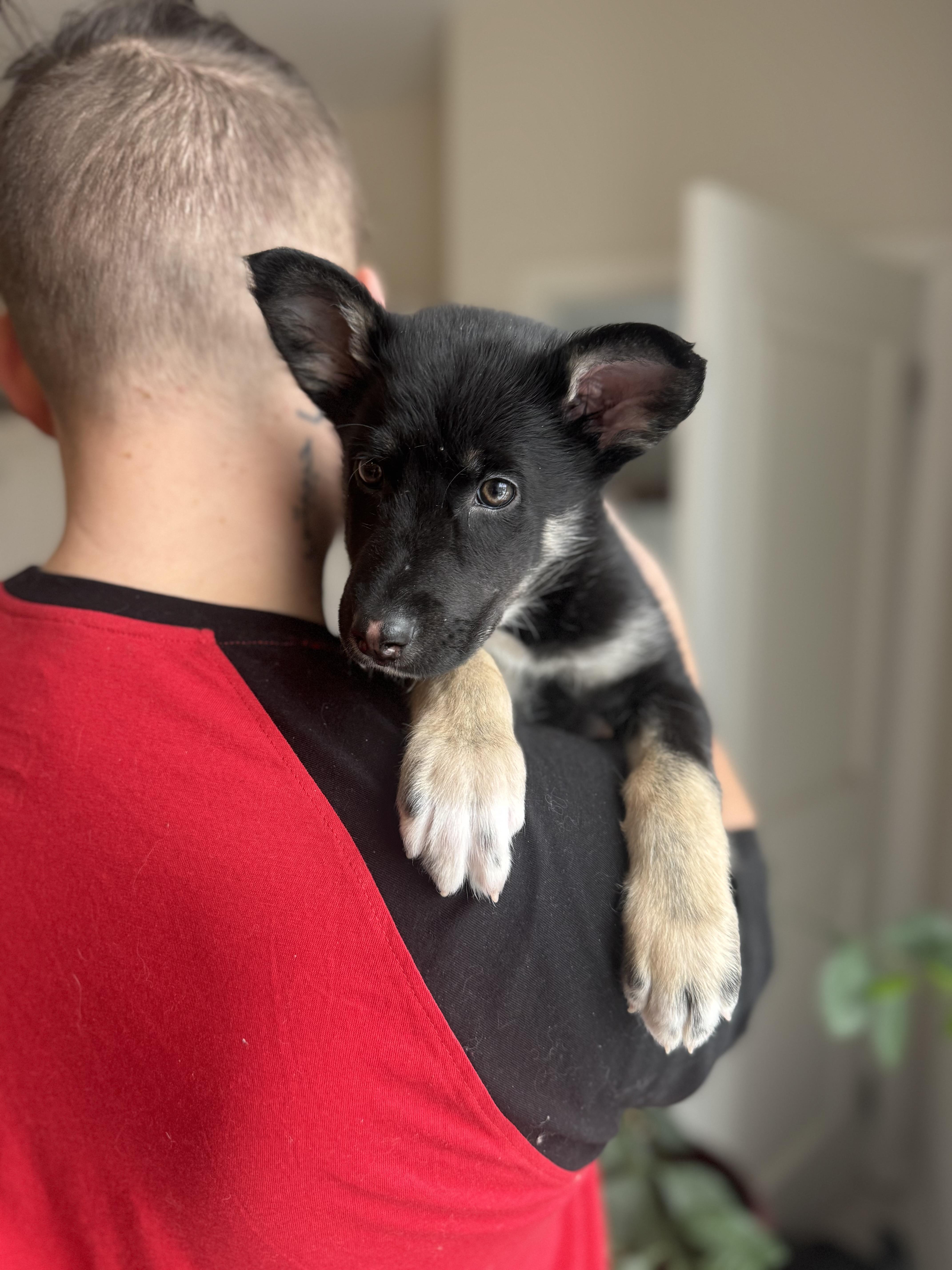 Enlarge Juno, an adopted mixed breed in Newmarket, ON image 2/5