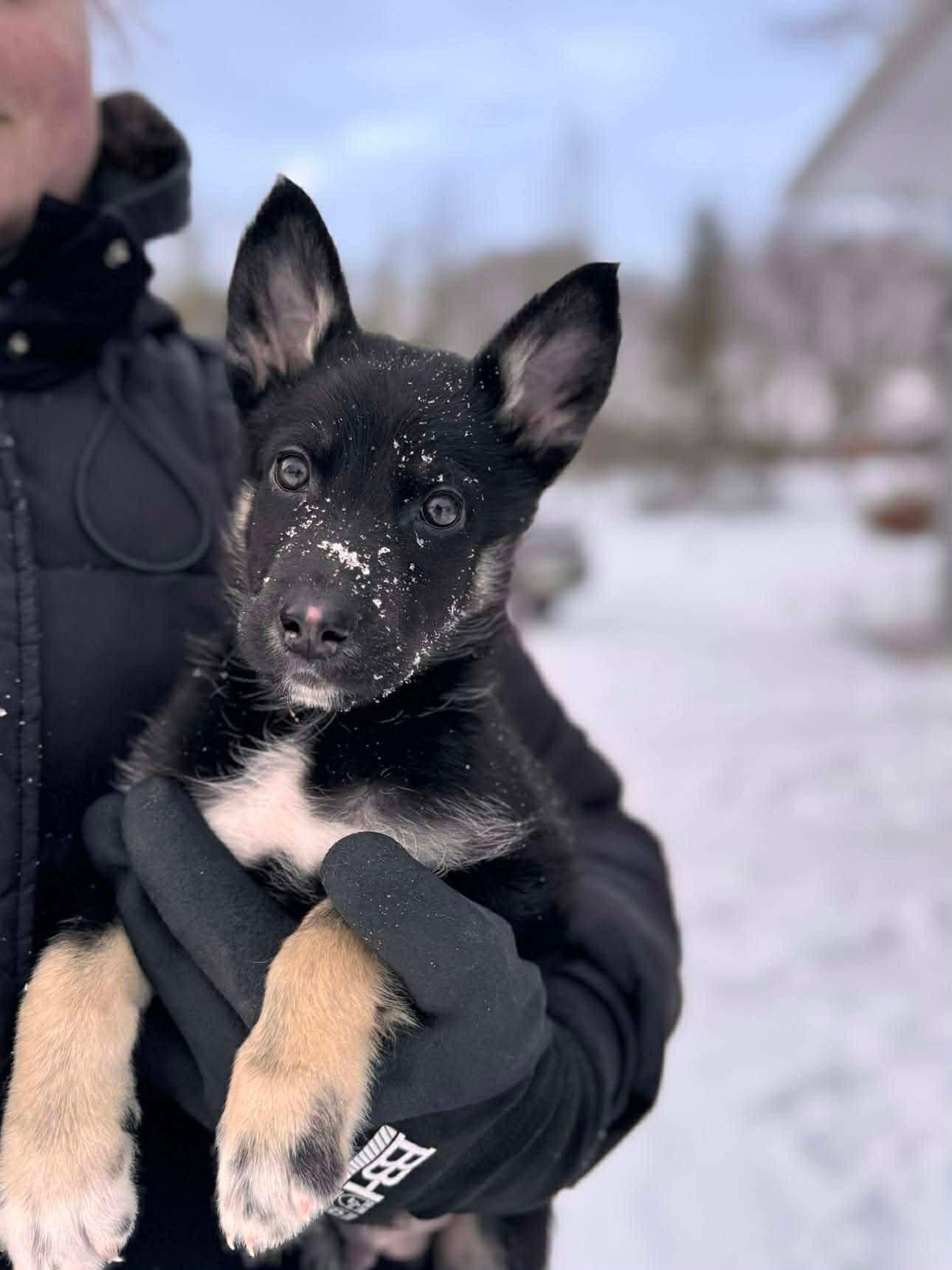 Enlarge Juno, an adopted mixed breed in Newmarket, ON image 3/5