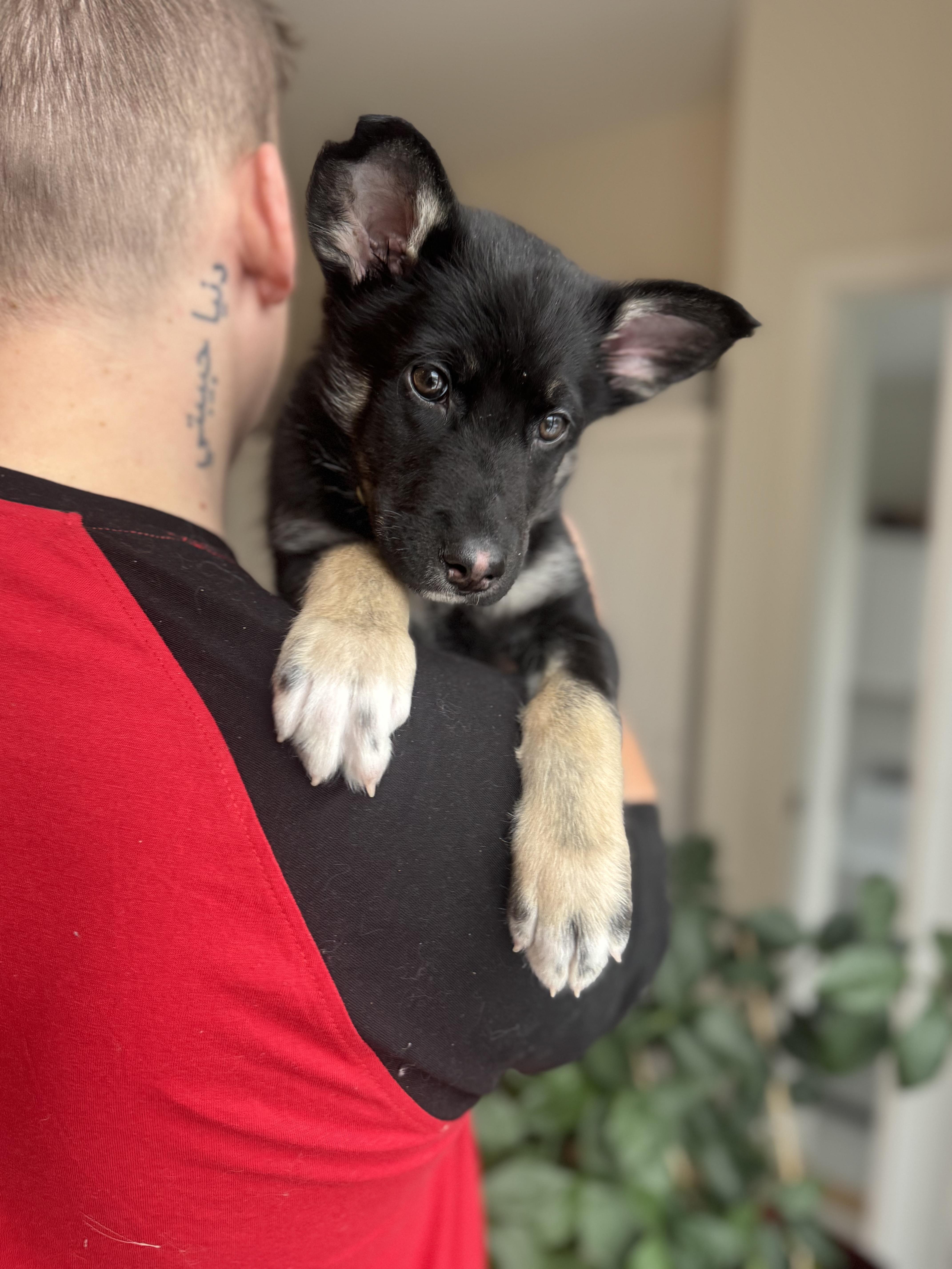 Enlarge Juno, an adopted mixed breed in Newmarket, ON image 4/5