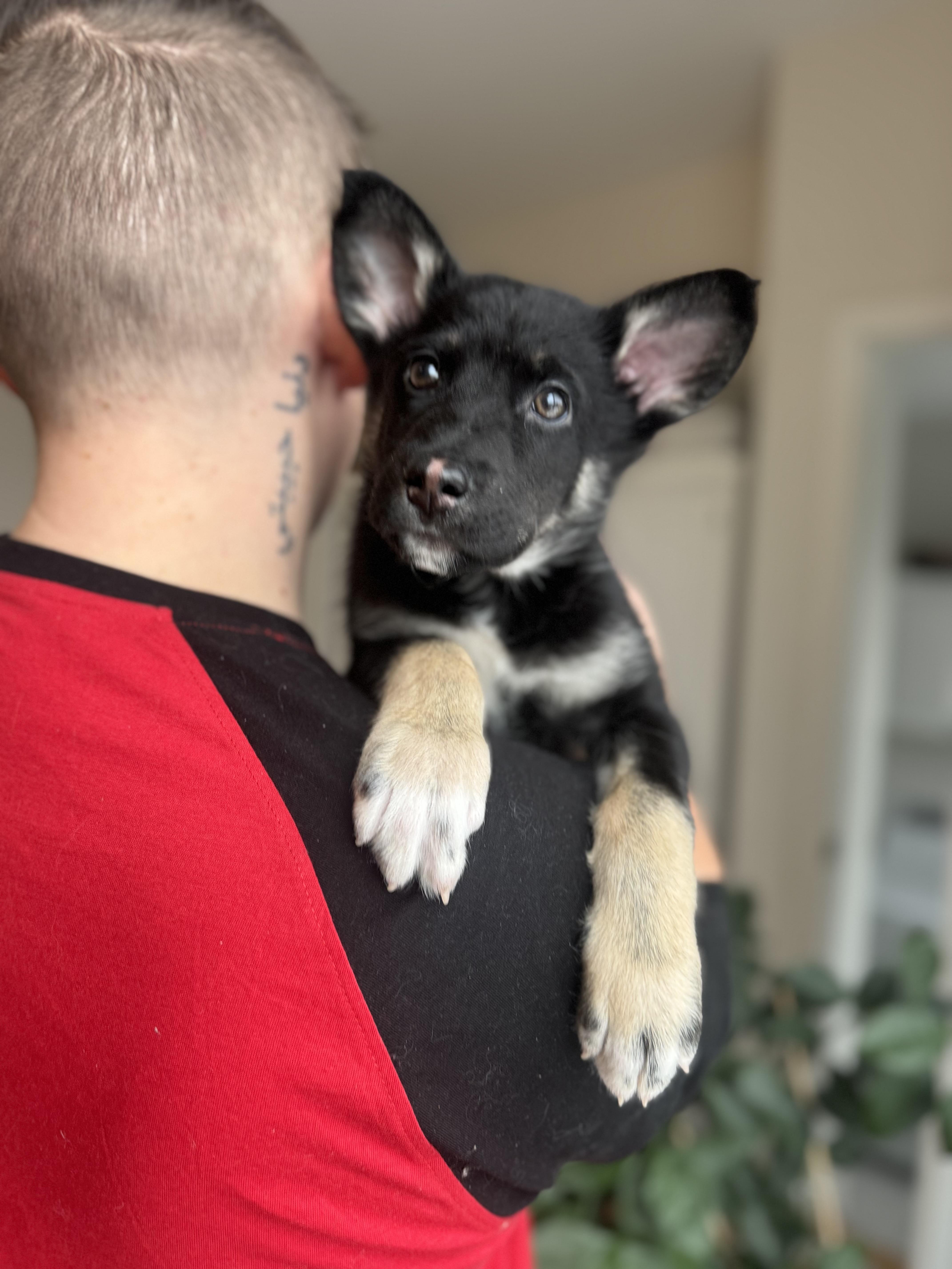 Juno, adopted, Puppy Male German Shepherd Dog.