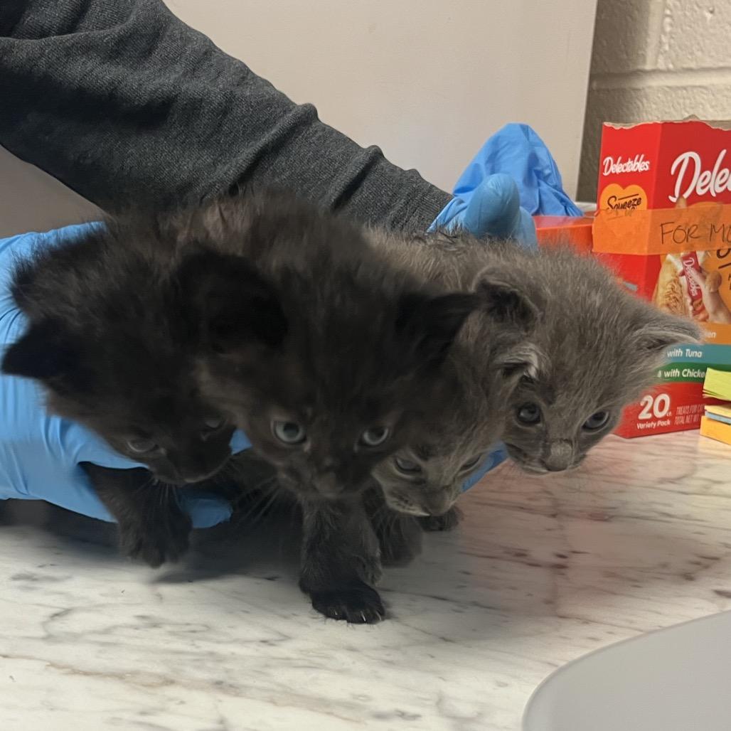 Enlarge Puss, a Adoptable Domestic Medium Hair in Ruckersville, VA image 1/1