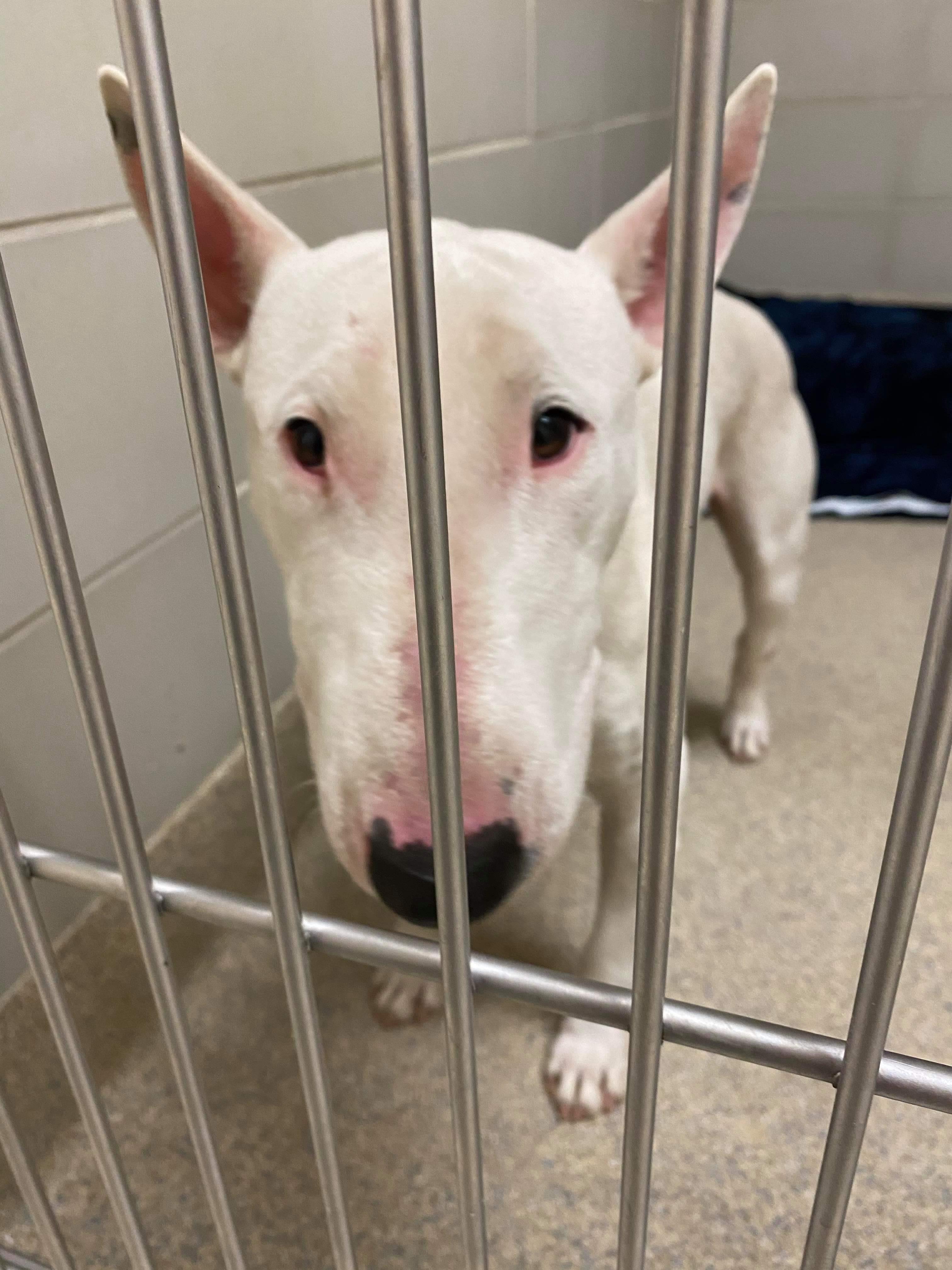21-003-Zeke, Adopted, Senior Male Bull Terrier.