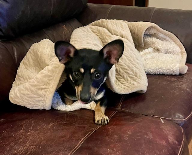 Zoey, adopted, Young Female Mixed Breed.