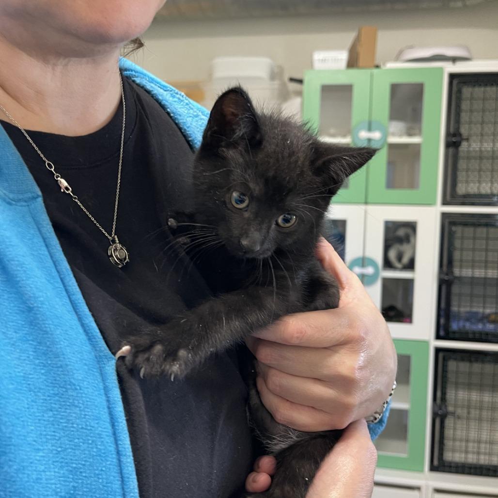 Eclipse, Adoptable, Young Male Domestic Short Hair.