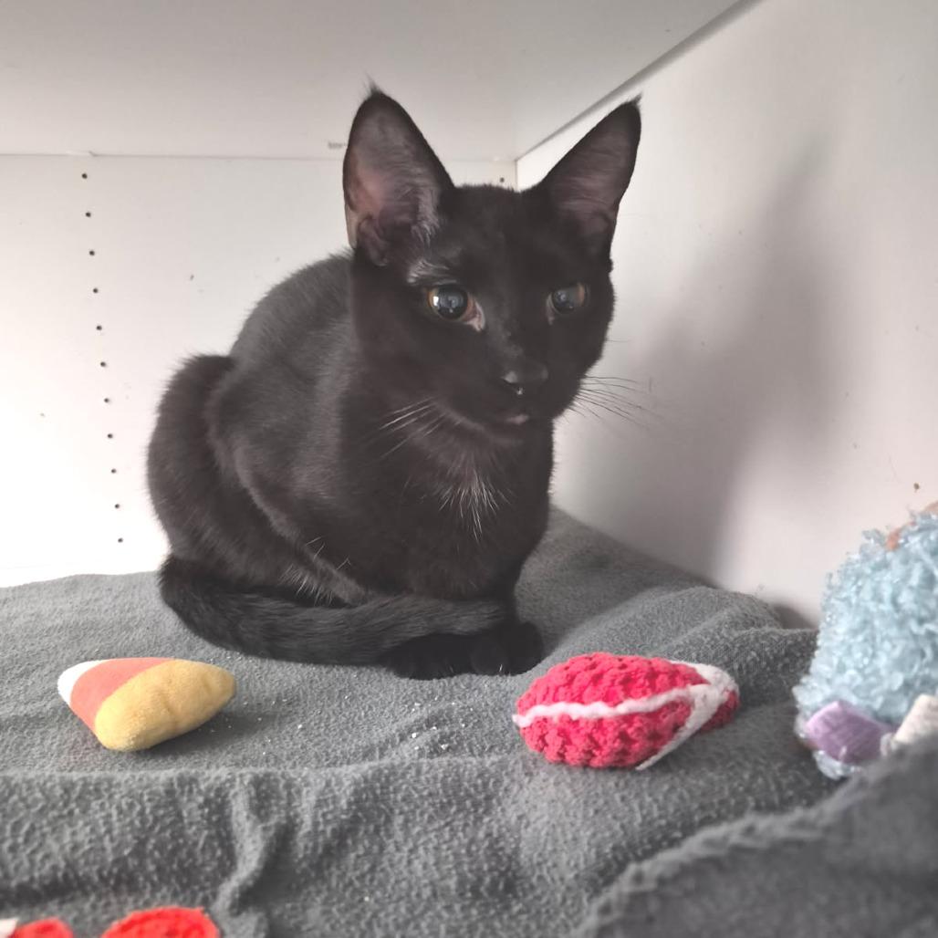 Enlarge Eclipse, a Adoptable Domestic Short Hair in Albert Lea, MN image 2/2