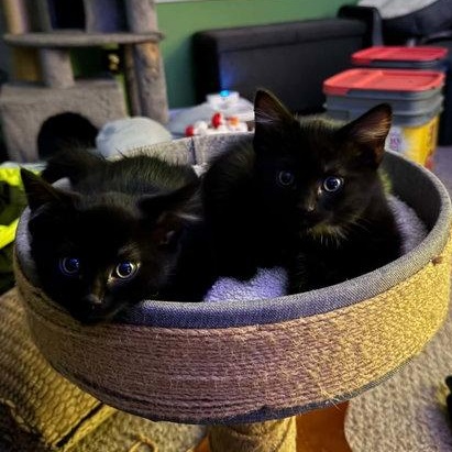 Umbreon & Espeon, ADOPTABLE, Kitten Male Domestic Short Hair.