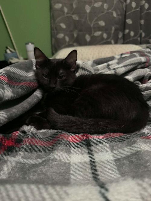 Umbreon & Espeon, a ADOPTABLE Domestic Short Hair in Mount Royal, NJ image 3/3