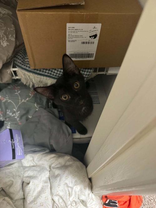 Umbreon & Espeon, a ADOPTABLE Domestic Short Hair in Mount Royal, NJ image 2/3