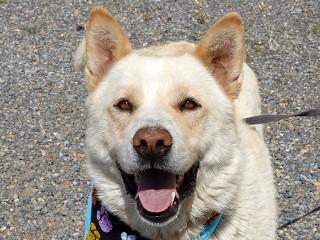 Teddy Bear, ADOPTABLE, Adult Male Husky & German Shepherd Dog.