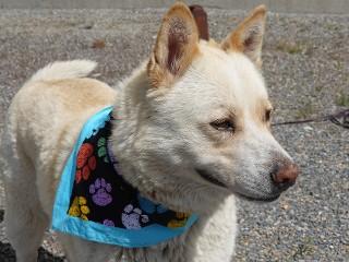 Teddy Bear, a ADOPTABLE mixed breed in Anaconda, MT image 5/6