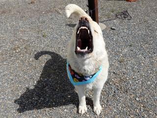 Teddy Bear, a ADOPTABLE mixed breed in Anaconda, MT image 6/6