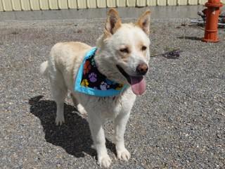 Teddy Bear, a ADOPTABLE mixed breed in Anaconda, MT image 3/6
