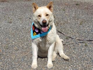 Teddy Bear, a ADOPTABLE mixed breed in Anaconda, MT image 4/6