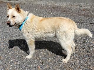 Teddy Bear, a ADOPTABLE mixed breed in Anaconda, MT image 2/6