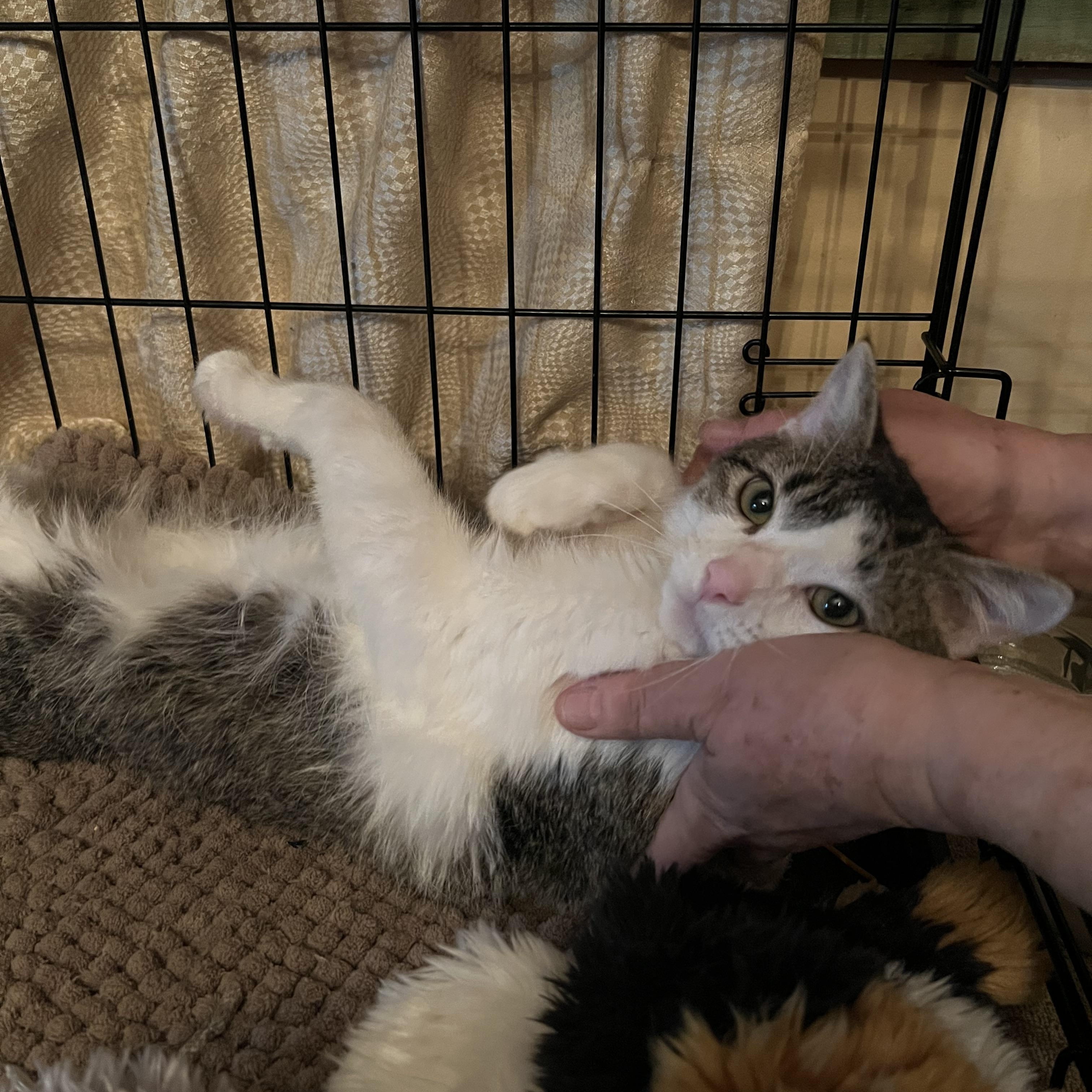 Enlarge Sweetheart, a Adoptable American Shorthair in North Bergen, NJ image 1/2