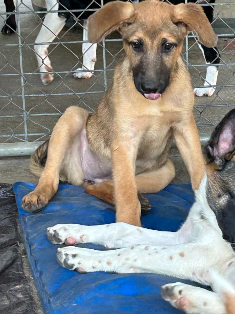 Rose, a Adoptable mixed breed in Chalfont, PA image 1/5