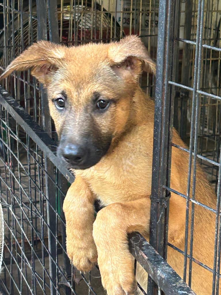 Rose, Adoptable, Puppy Female Australian Cattle Dog / Blue Heeler.