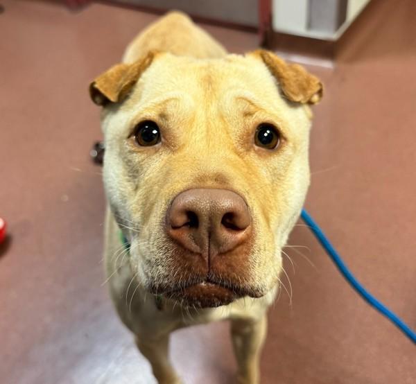 Enlarge Guera, a Adoptable mixed breed in Oakland, CA image 1/4