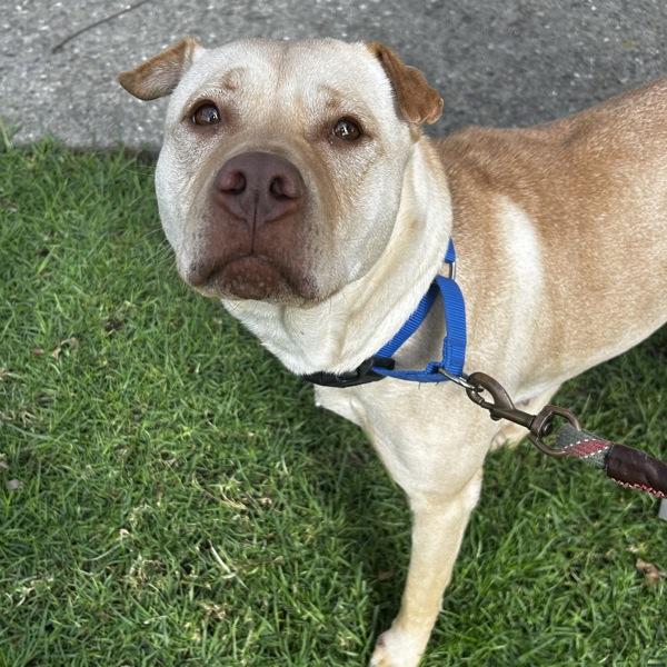 Enlarge Guera, a Adoptable mixed breed in Oakland, CA image 2/4