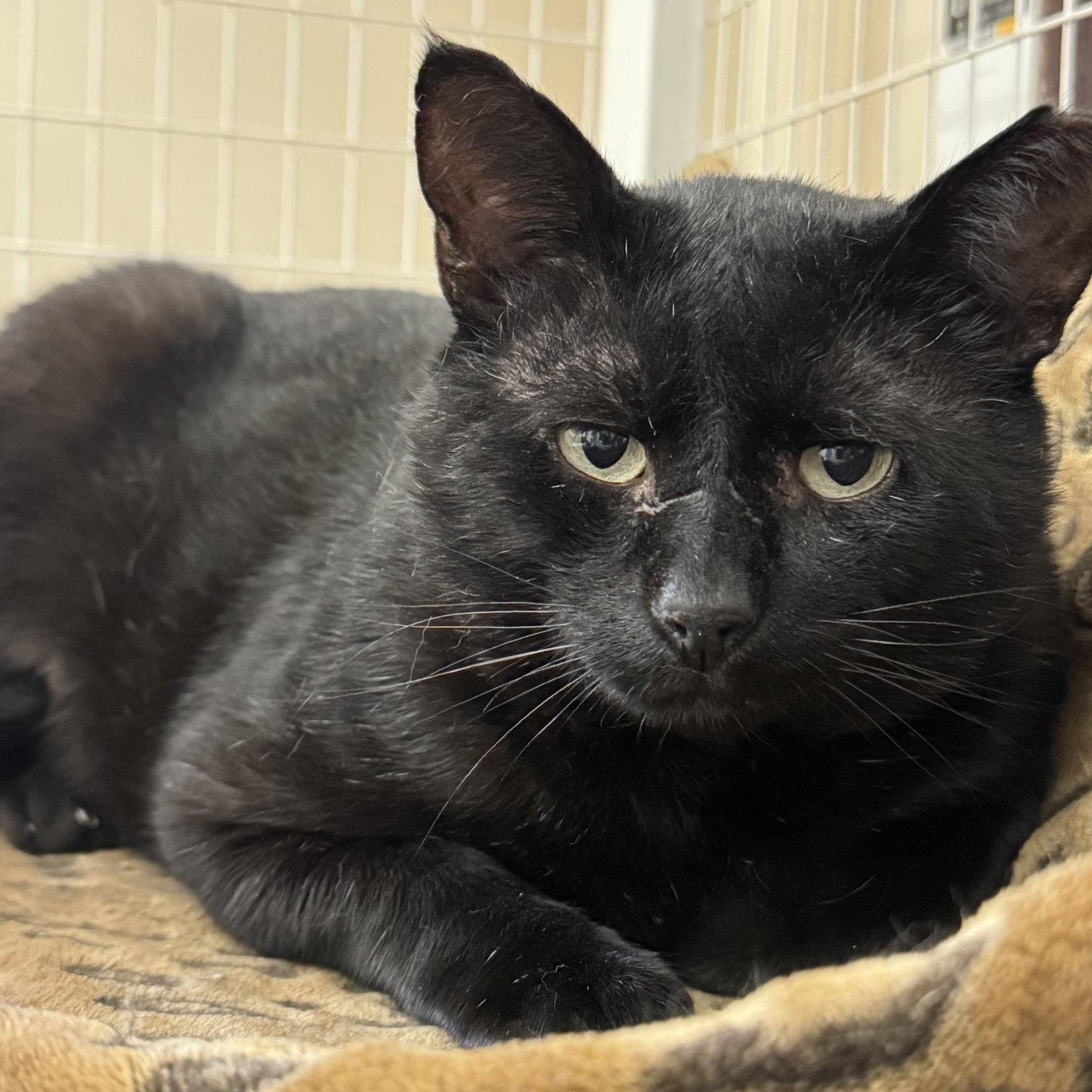 Bill, a Adoptable Domestic Short Hair in Winchendon, MA image 1/3