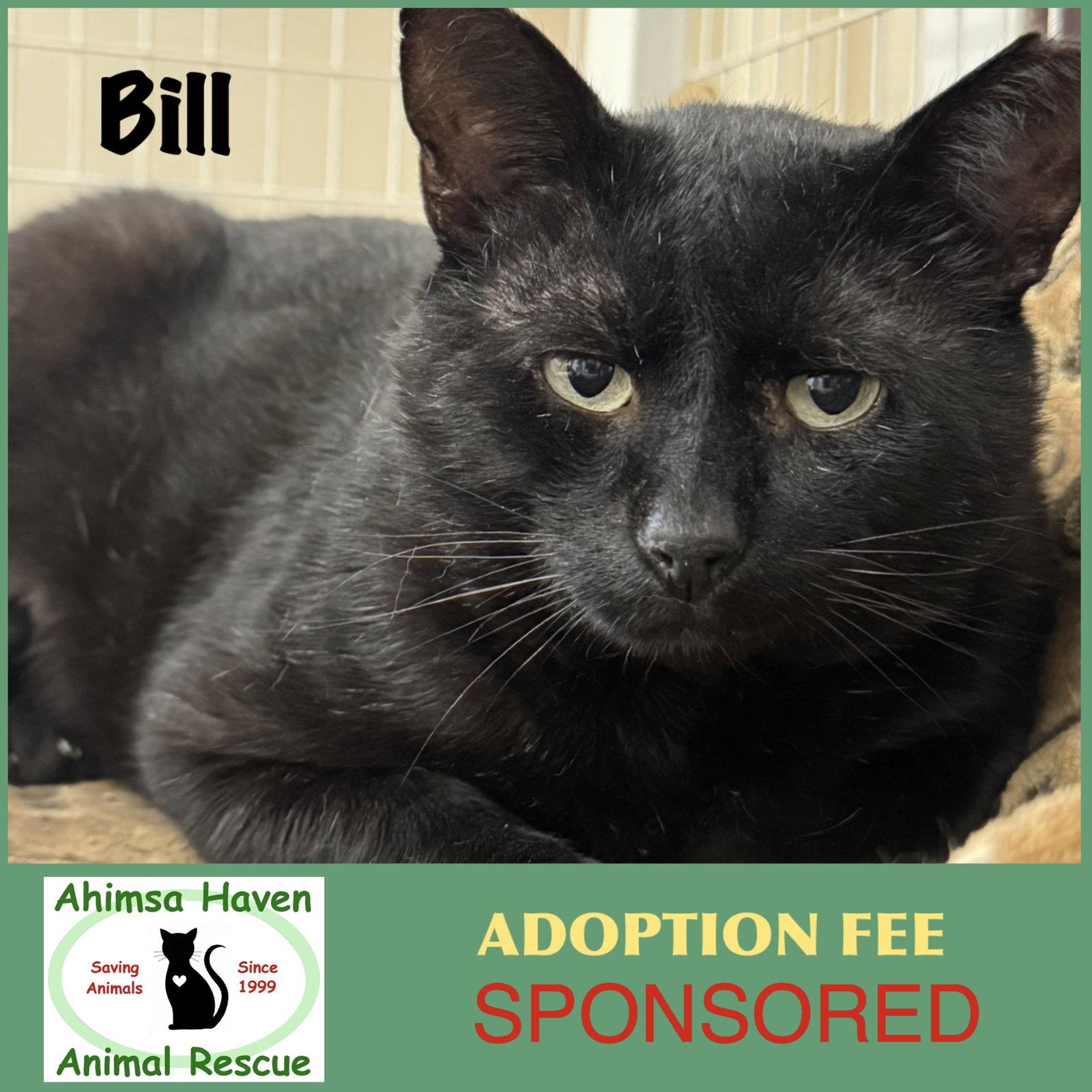 Enlarge Bill, a Adoptable Domestic Short Hair in Winchendon, MA image 1/3
