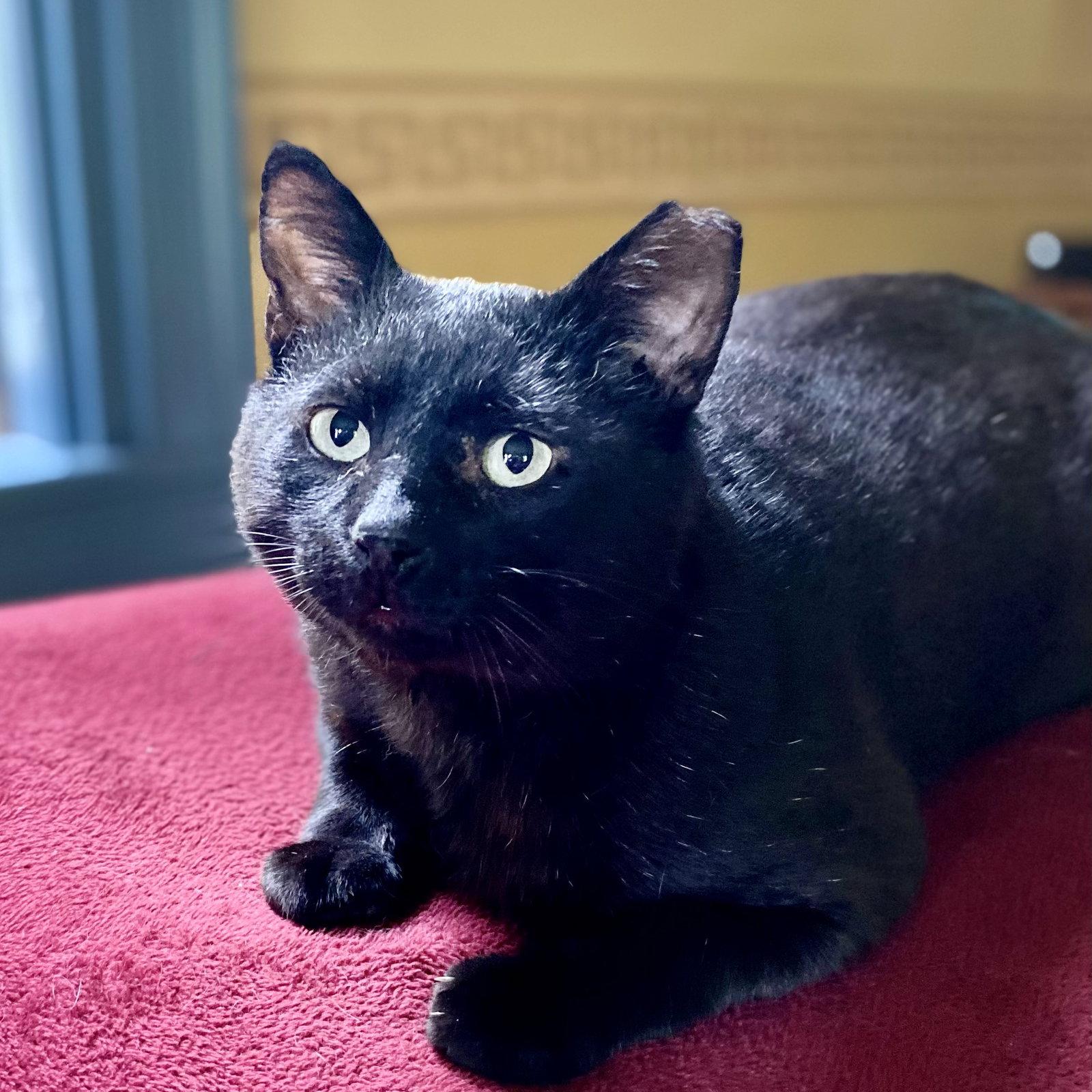 Bill, Adoptable, Young Male Domestic Short Hair.