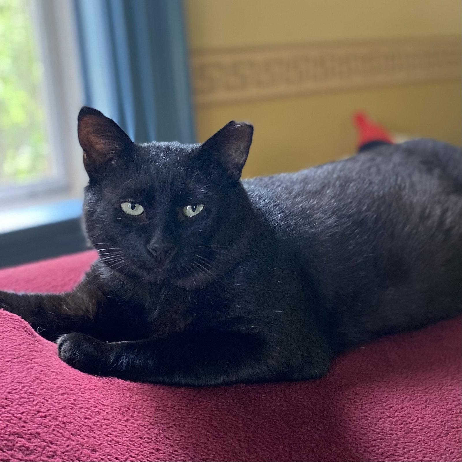 Bill, a Adoptable Domestic Short Hair in Winchendon, MA image 2/2